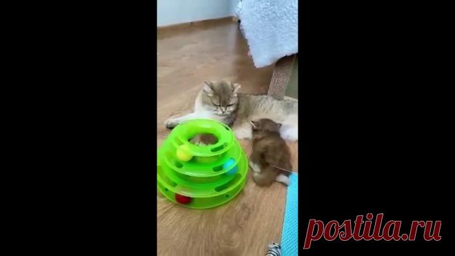 Вот ведь непоседа!))))