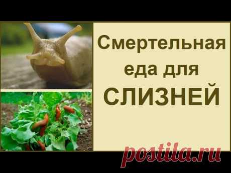 Борьба со слизнями 🐌 проверенный способ