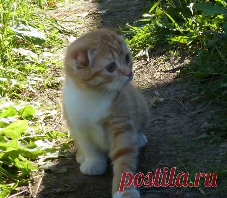 Тихая куколка, любимка Шанталь