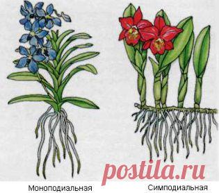 Познавательное о цветах: как растут орхидеи - Сад на подоконнике
