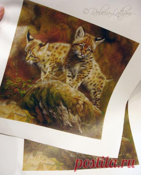 Explorers – Выпуск жикле Bobcat Kittens | Картины дикой природы и природы Ребекки Лэтэм