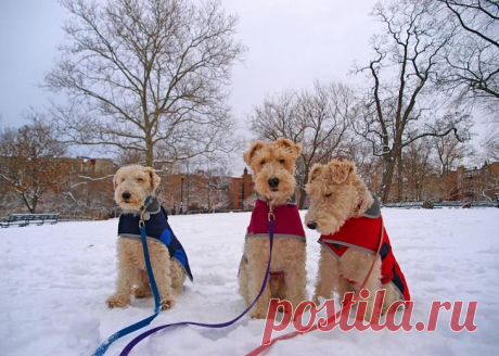 Порода собак фокстерьер