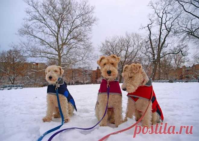 Порода собак фокстерьер