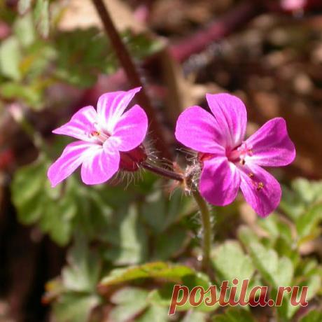 Лекарственное растение Герань Роберта (Geranium robertianum). Однолетнее растение высотой 20—50 см. По причине неприятного запаха ее еще называют вонючкой. Стебель прямой, часто с красноватым опенком, железисто-опушенный. Листья 3-5-перистораздельные, сегменты с торчащим опушением, дважды-перисторассеченные. Цветки обычно по два на одной цветоножке. Лепестки длиной 9-13 мм, розовые, с 3 продольными полосками. Двустворчатые растрескивающиеся плоды с клювиком. О содержании активных веществ далее..