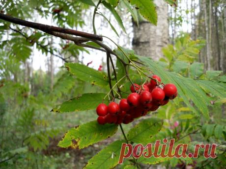Сентябрьские работы в саду и огороде: последняя неделя месяца / Календарь садовода-огородника / 7dach.ru