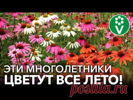 10 ПОТРЯСАЮЩИХ МНОГОЛЕТНИКОВ, КОТОРЫЕ ЦВЕТУТ ВСЕ ЛЕТО И КУСОЧЕК ОСЕНИ!