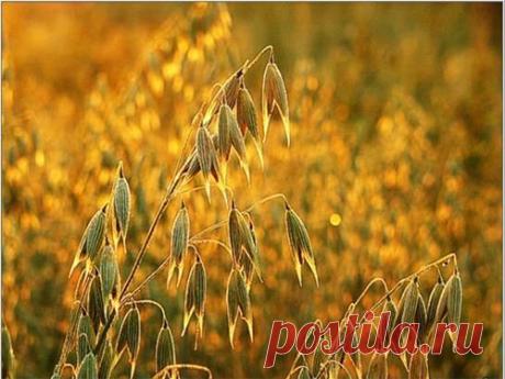 Овес как сидерат - преимущества перед другими культурами