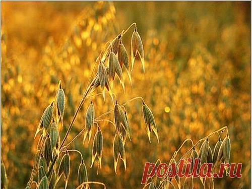 Овес как сидерат - преимущества перед другими культурами