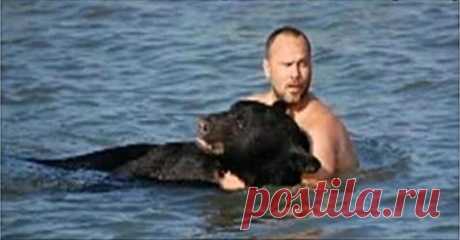 Мужчина увидел, что в воде тонет дикий медведь… - Все самое интересное! Хищное животное — не самый лучший вариант для совместного купания. Кто решился...