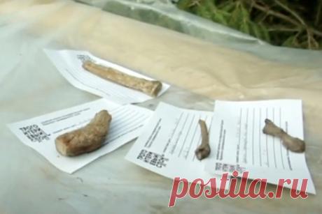 В Пермском крае нашли скелет живших полмиллиона лет назад птиц. В Оханском районе Пермского края ученые-палеонтологи, работавшие на раскопках, нашли части скелетов древних птиц. Учены пока не установили, какие это пернатые, однако уже известно, что они жили от 200 до 500 тысяч лет назад. Раскопки ведут сотрудники пермского краеведческого музея и палеонтологи из Академии наук.