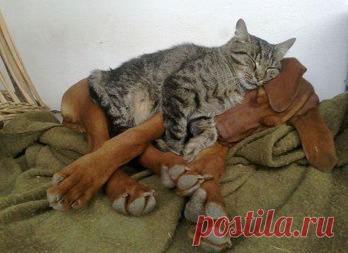 Ржу до слез ➜ 18 плюс
Моя собака , где хочу - там и лежу !