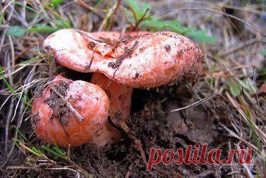 Найдено на сайте yandex.ru. - РЫЖИКИ -