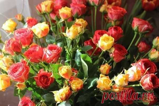 3 основных этапа по уходу за розами летом