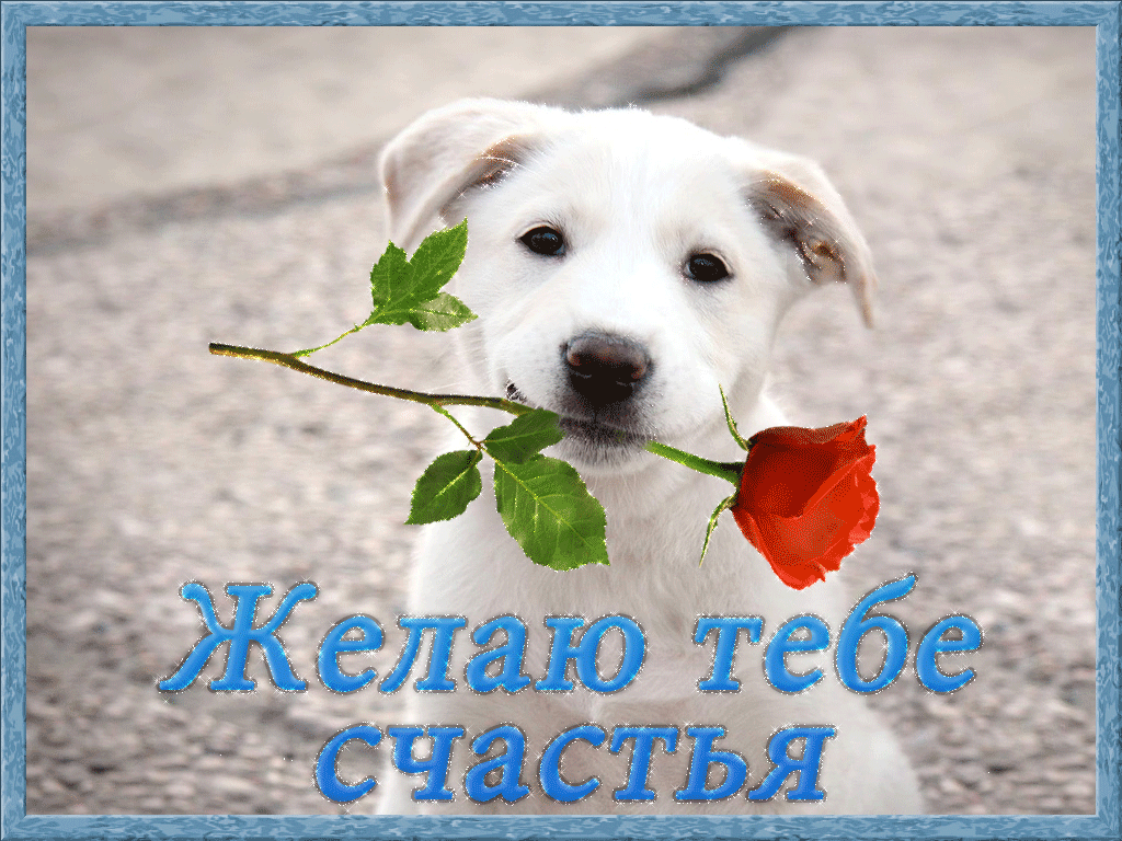 ЭТИ ЗАБАВНЫЕ ЖИВОТНЫЕ