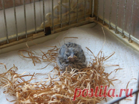 Этот птенец выпал из гнезда и умирал... Но посмотрите, что произошло через 36 дней! | Все о наших питомцах