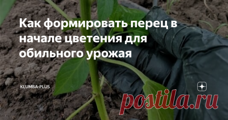 Как формировать перец в начале цветения для обильного урожая Перцы на грядке как томаты и как баклажаны нужно формировать, чтобы направить все силы растений на отдачу урожая. После высадки рассады перцев в грунт, прошло три недели, растения укоренились, начали активно расти, массово заложили бутоны и некоторые зацвели. В начале цветения у перцев ещё не сильно развита крона. Перец не прищипывают, растения сами начинают ветвиться на высоте 15-25 см, их ствол раздваивается ил...