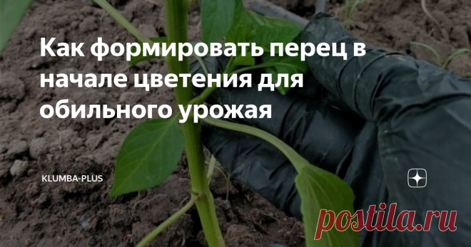Как формировать перец в начале цветения для обильного урожая Перцы на грядке как томаты и как баклажаны нужно формировать, чтобы направить все силы растений на отдачу урожая. После высадки рассады перцев в грунт, прошло три недели, растения укоренились, начали активно расти, массово заложили бутоны и некоторые зацвели. В начале цветения у перцев ещё не сильно развита крона. Перец не прищипывают, растения сами начинают ветвиться на высоте 15-25 см, их ствол раздваивается ил...