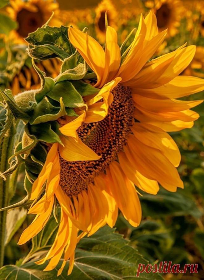 Пин на доске яПОДСОЛНУХ