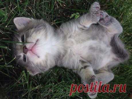 Мои планы на жизнь? Жить! Причём с удовольствием! :)