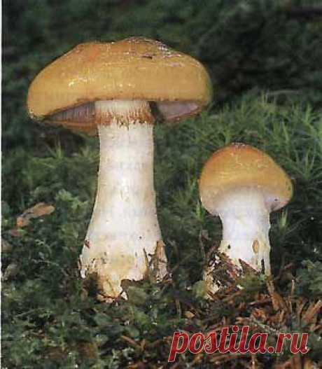 Паутинник кирпично-коричневый клейкий (Cortinarius varius)