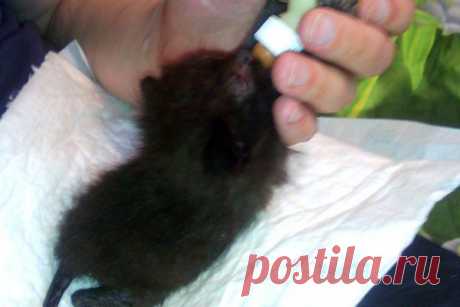 ПОД ОКНАМИ БОЛЬНИЦЫ УВИДЕЛА МАЛЕНЬКИЙ СЛЕПОЙ КОМОЧЕК, ВО РТУ У КОТОРОГО БЫЛ КАМЕНЬ | Краше Всех