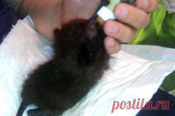 ПОД ОКНАМИ БОЛЬНИЦЫ УВИДЕЛА МАЛЕНЬКИЙ СЛЕПОЙ КОМОЧЕК, ВО РТУ У КОТОРОГО БЫЛ КАМЕНЬ | Краше Всех