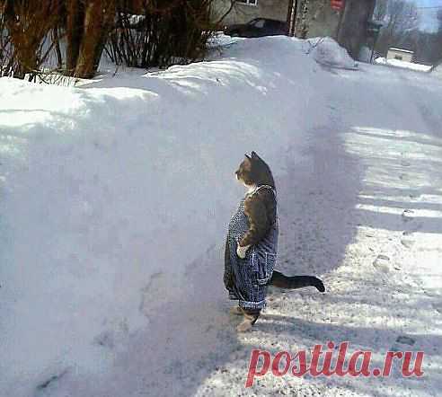 животные