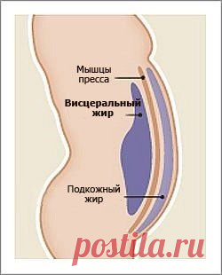 Почему растет живот / Всё за еду!