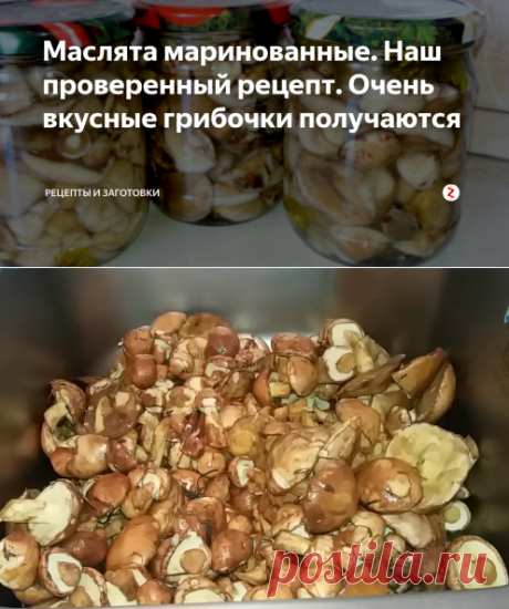Маслята маринованные. Наш проверенный рецепт. Очень вкусные грибочки получаются | Рецепты и заготовки | Яндекс Дзен