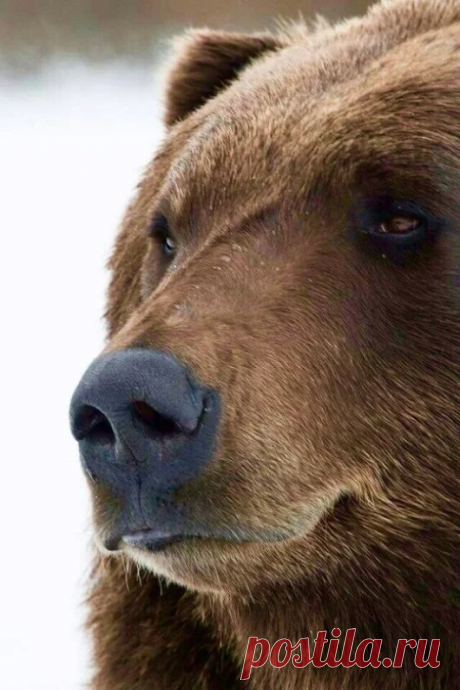 Мишка косолапый / cute bear – Google+