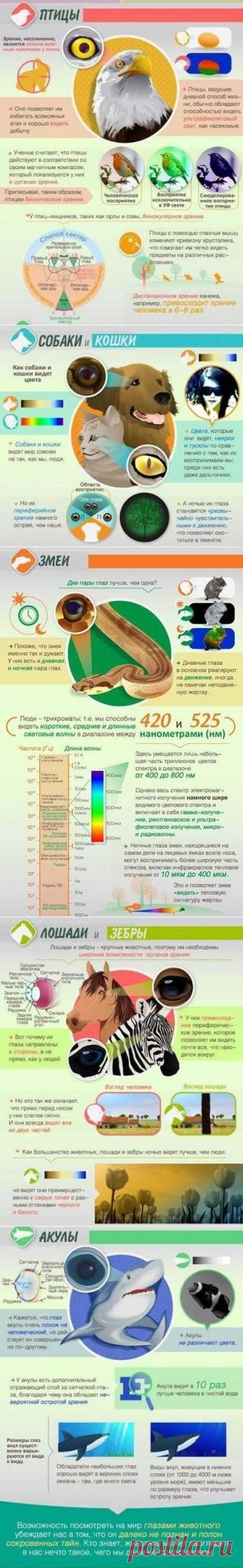 Как животные видят мир. | Хитрости Жизни