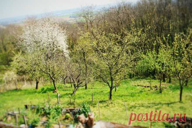 9 самых неприхотливых плодовых культур. Список плодово-ягодных деревьев и кустарников не требующих ухода. Фото - Ботаничка.ru