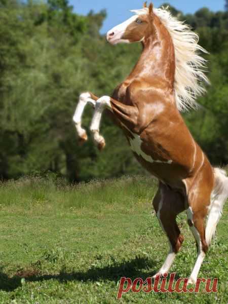 Horses ♥ – Сообщество – Google+