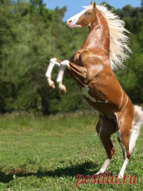 Horses ♥ – Сообщество – Google+