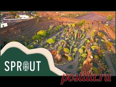 Unveiling Lanzarote's Hidden Cactus Gem | Botanical Wonders | Sprout