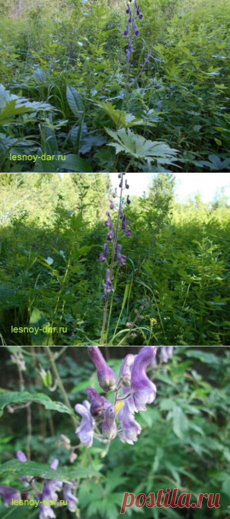 Борец северный, или аконит | Лесная кладовая