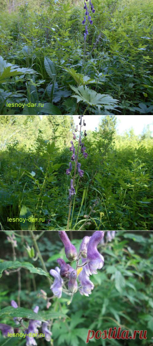 Борец северный, или аконит | Лесная кладовая