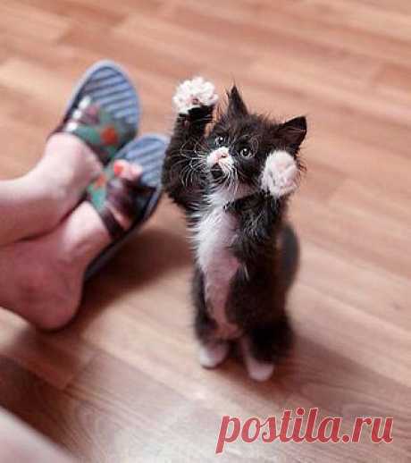 Лапы мытые! Есть пришел! )))