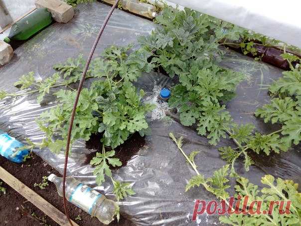 #конкурс_КС 
#арбуз_КС 
#бахча_КС

Здравствуйте уважаемые любители сада и огорода!
Хочу рассказать, как я выращиваю арбузы в северном регионе, зоны рискованного земледелия - Пермский край.
Занимаюсь я этим увлекательным занятием, приносящим неплохой результат и море положительных эмоций, четыре года и вот уже появился какой то опыт которым и хочу с вами поделится! И так, для того чтобы получить хороший результат нужно ещё с осени подготовится к будущему сезону и начинаем с...