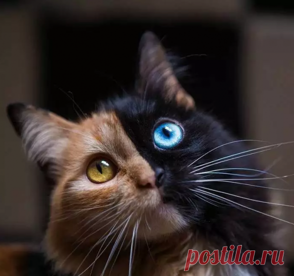 Этот необычный котенок — уникальный случай в природе. Взгляните на его окрас! — Калейдоскоп чудес