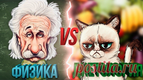 Как Кот Шредингера Эйнштейна Худеть Учил | Блог Ярослава Брина