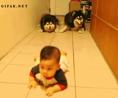 Гав и Мяуу | Группы Мой Мир