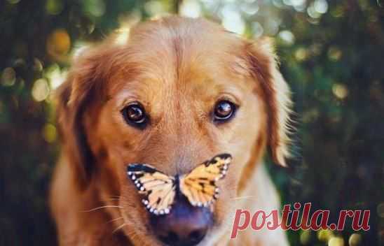 Каждый может любить, когда все хорошо.
И только единицы - не смотря ни на что...