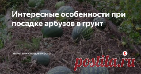 Интересные особенности при посадке арбузов в грунт На постоянное место она высаживается в почву, прогретую до 18°, когда пройдёт угроза заморозков. У каждого региона этот период разный. Можно высчитать время посева арбузов на рассаду.