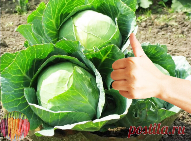 Моя капуста 
