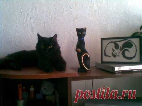 моя кошка люся