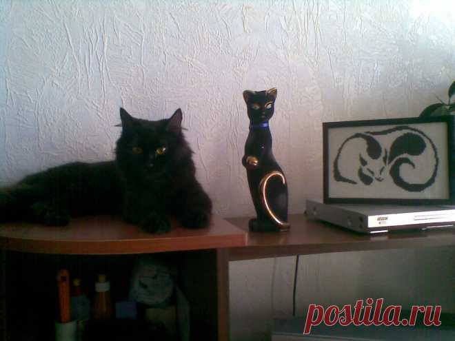 моя кошка люся