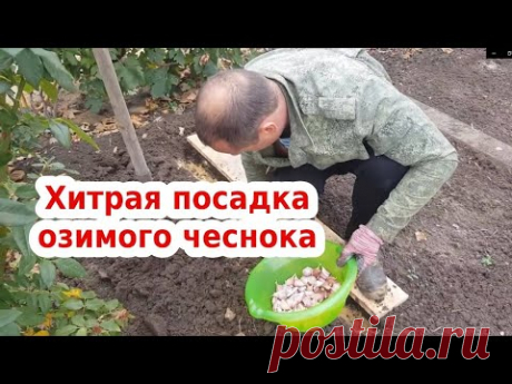 Хитрая посадка озимого чеснока и лука // Хороший урожай гарантирован// Песок и зола ОБЯЗАТЕЛЬНО!