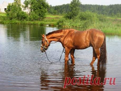 Одноклассники