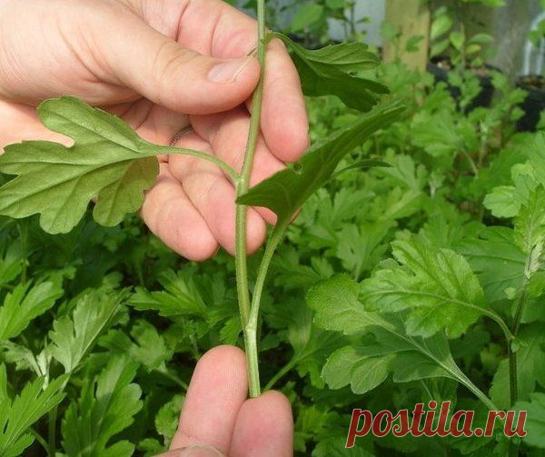 В чем заключается уход за комнатными растениями в феврале? | Цветы в доме (Усадьба)